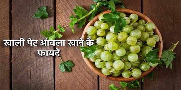 एक आंवला दो संतरे के बराबर होता है।