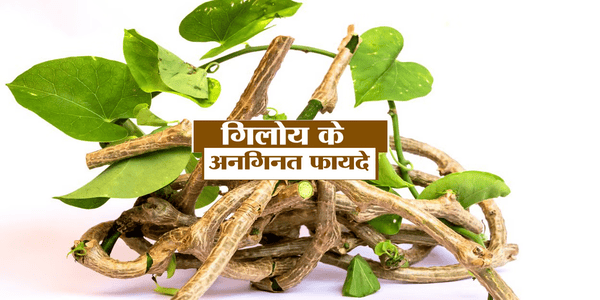 गिलोय (Giloy)औषधीय एवं आयुर्वेदिक गुणों का खजाना