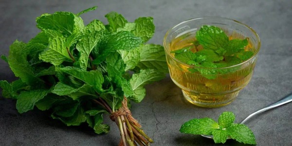 पुदीना खाने के औषधीय फायदे