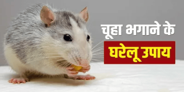 चूहे भगाने के लिए जरुर अपनाएं ये उपाय