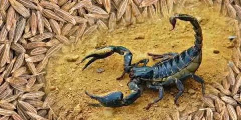 जीरा उतारता है बिच्छू का ज़हर