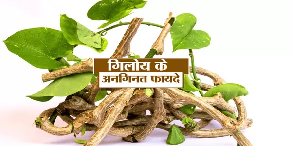 गिलोय (Giloy)औषधीय एवं आयुर्वेदिक गुणों का खजाना गिलोय (Giloy)औषधीय एवं आयुर्वेदिक गुणों का खजाना