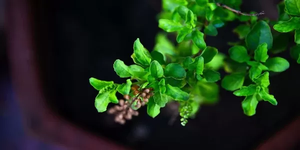 तुलसी के गुण तुलसी के गुण