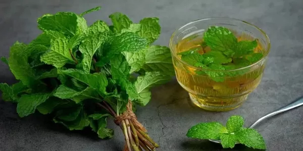 पुदीना खाने के औषधीय फायदे पुदीना खाने के औषधीय फायदे