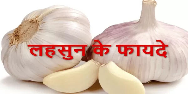 लहसुन के फायदे एवम उपयोग लहसुन के फायदे एवम उपयोग