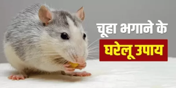 चूहे भगाने के लिए जरुर अपनाएं ये उपाय चूहे भगाने के लिए जरुर अपनाएं ये उपाय